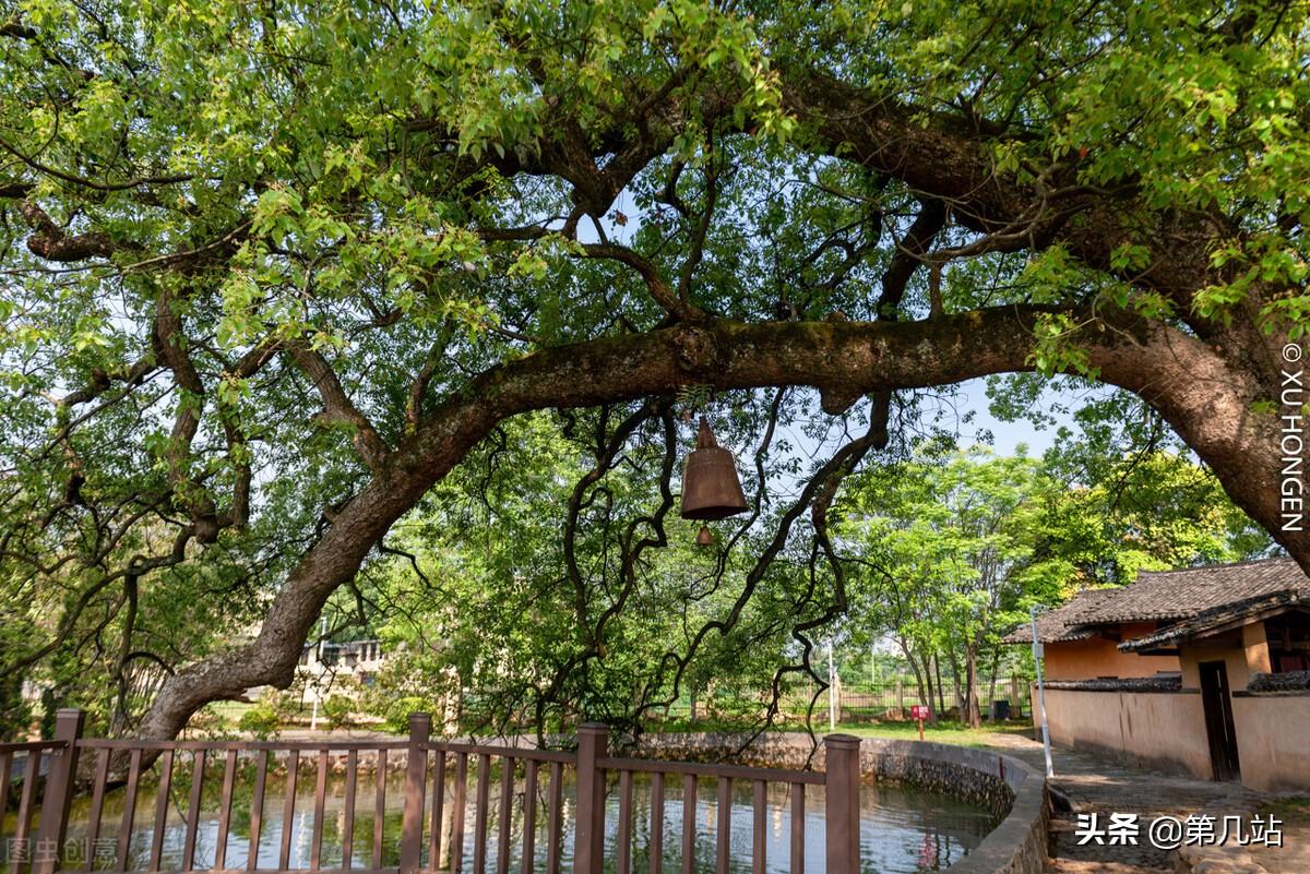 三清山婺源旅游攻略_安徽婺源旅游攻略_婺源三清山旅游攻略