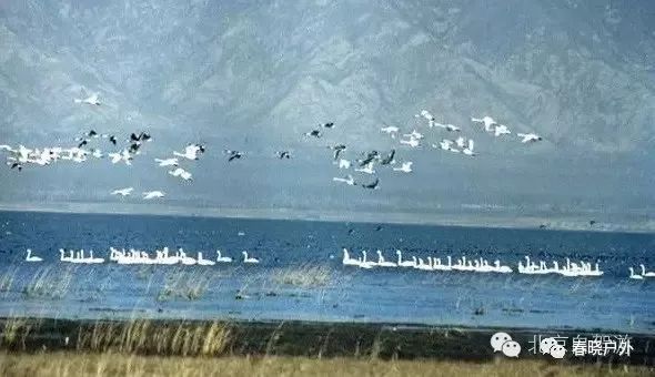 攻略湖野鸭旅游路线_野鸭湖旅游攻略_野鸭湖野餐