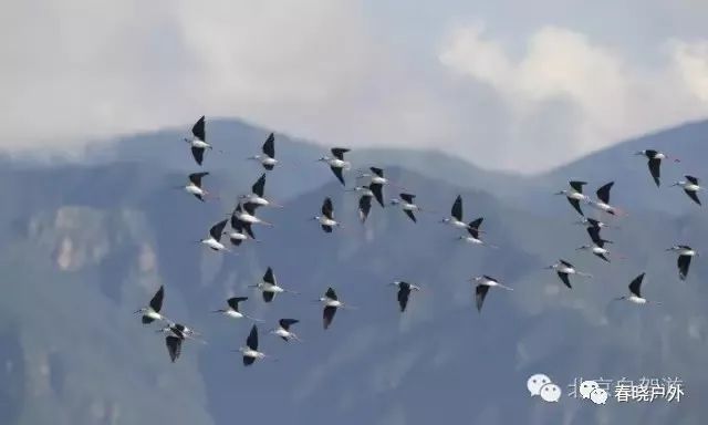 野鸭湖野餐_攻略湖野鸭旅游路线_野鸭湖旅游攻略