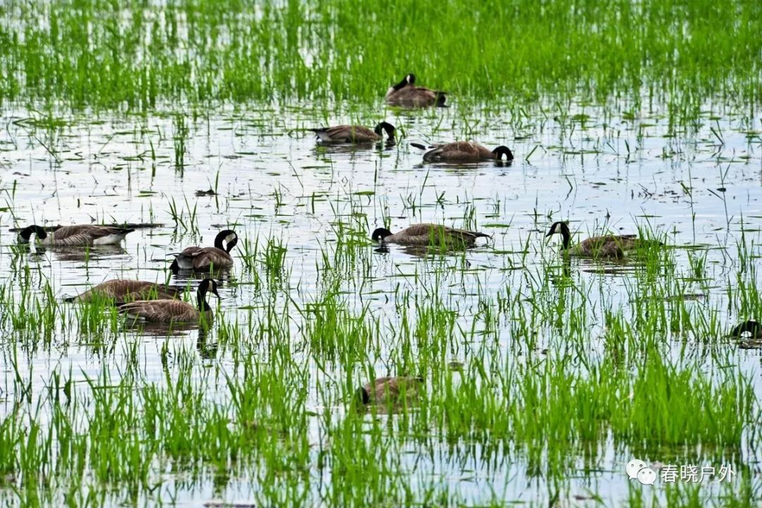 野鸭湖旅游攻略_攻略湖野鸭旅游路线_野鸭湖野餐