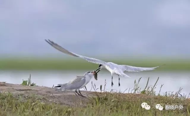 攻略湖野鸭旅游路线_野鸭湖野餐_野鸭湖旅游攻略