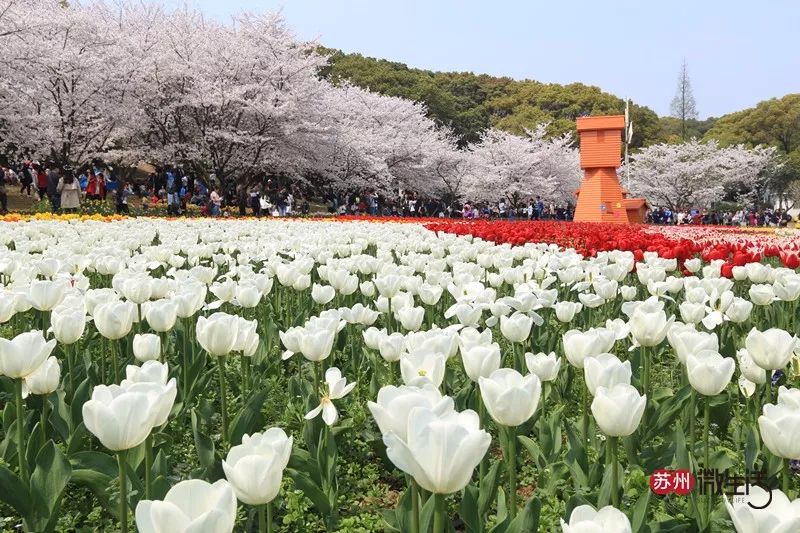 苏州自驾游旅游攻略_自驾游苏州市旅游攻略_自驾游苏州