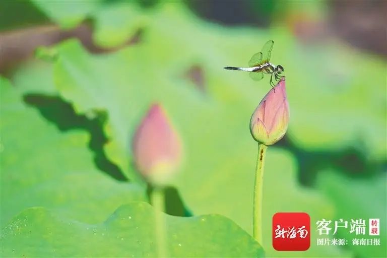 海南最好景点排名_海南好玩的景点排名_好玩景点海南排名前十