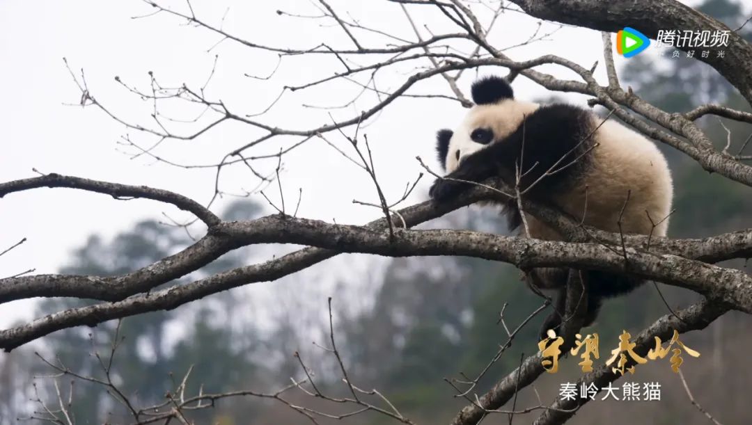 大熊猫去国外的视频_大熊猫去国外旅游小故事_大熊猫走出国门的故事