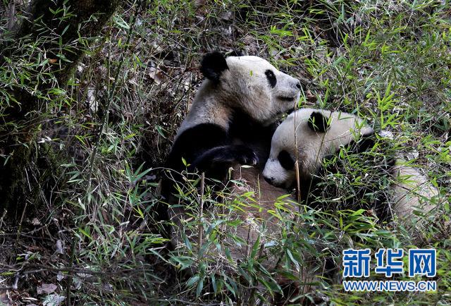 大熊猫去国外旅游小故事_大熊猫去国外的视频_大熊猫走出国门的故事