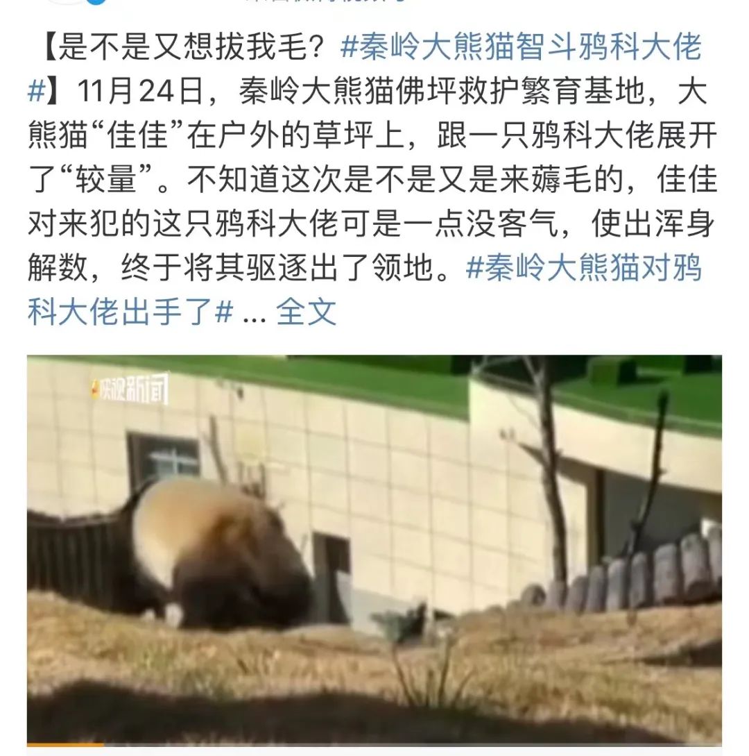 大熊猫去国外的视频_大熊猫去国外旅游小故事_大熊猫走出国门的故事