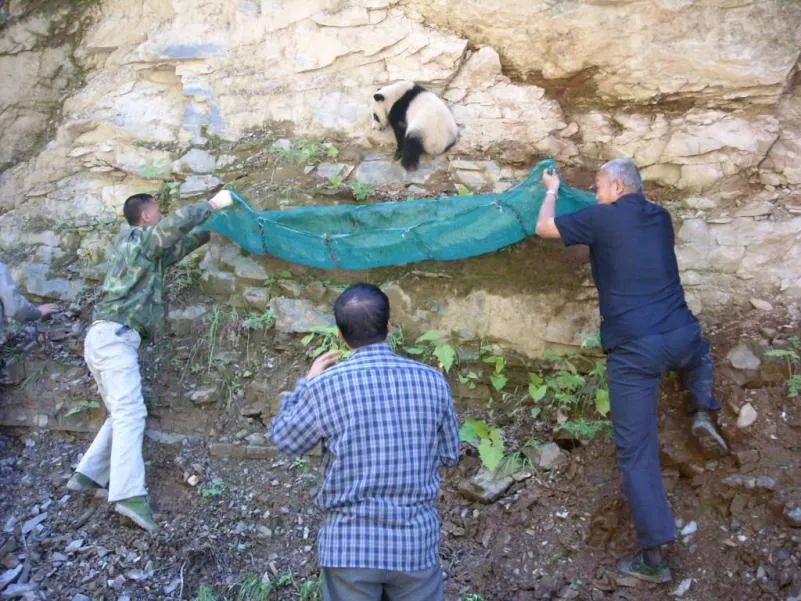 大熊猫去国外的视频_大熊猫去国外旅游小故事_大熊猫走出国门的故事