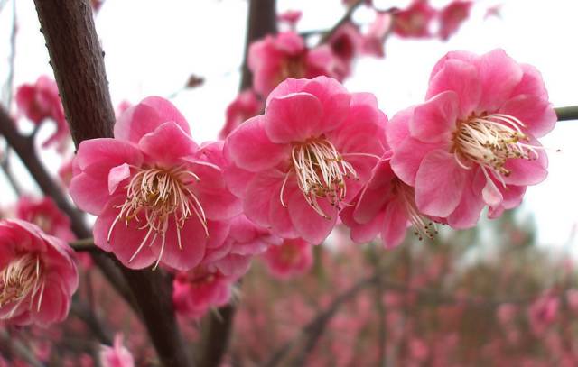 春节武当山旅游攻略_春节巴厘岛旅游攻略_春节涠洲岛旅游攻略