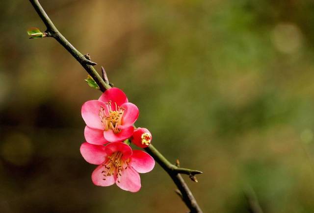 春节巴厘岛旅游攻略_春节涠洲岛旅游攻略_春节武当山旅游攻略