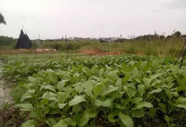 广东博罗罗浮山景区_博罗罗浮山风景区门票价格_博罗县罗浮山旅游攻略