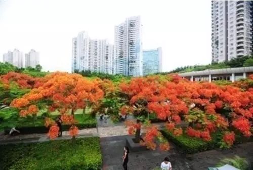 大芬油画村玩多久_大芬油画村游玩攻略_大芬油画村画一幅画多少钱