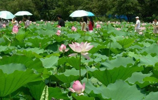 好玩景点深圳免费的地方_深圳好玩的免费景点_深圳免费好玩的景点