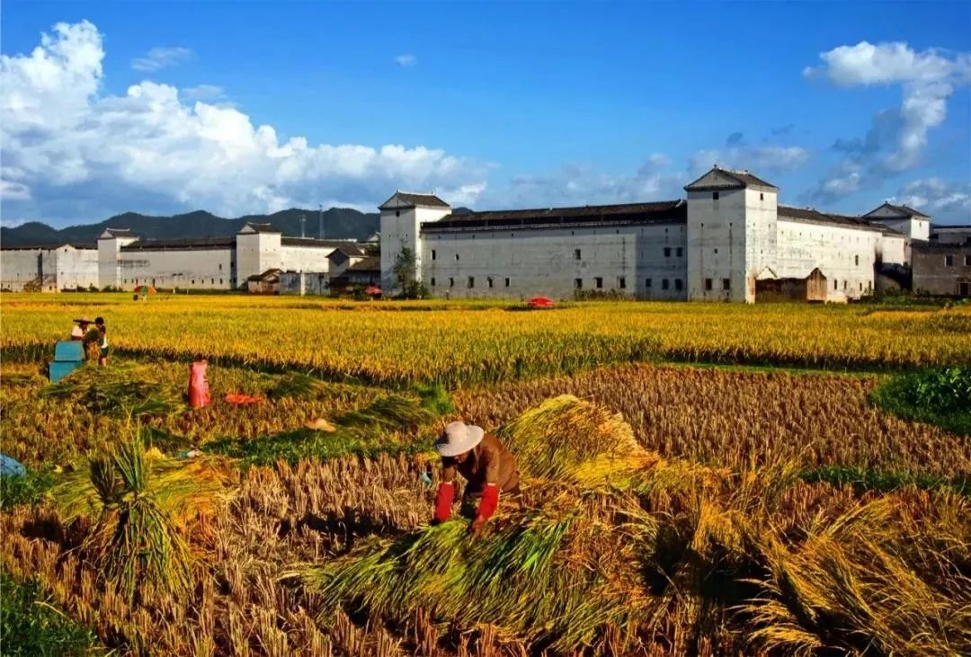 苏马湾生态园游玩攻略_苏家围游玩攻略_季安安苏锦年婚城南围