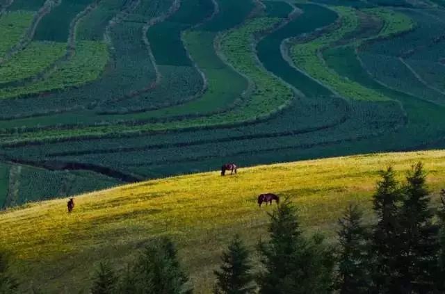 自驾张北草原游玩攻略_张北草原旅游攻略自驾_张北草原自驾路线