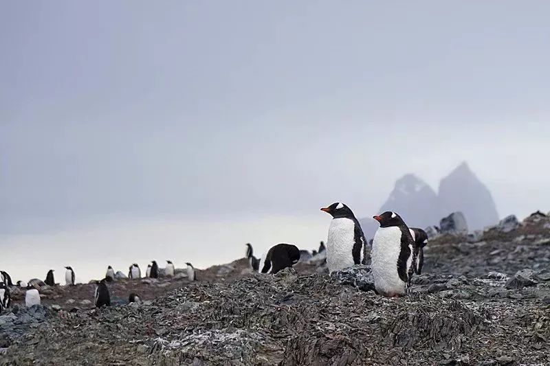 老年人出境游轮旅行_老人出国旅游 邮轮_出国邮轮老人旅游要求