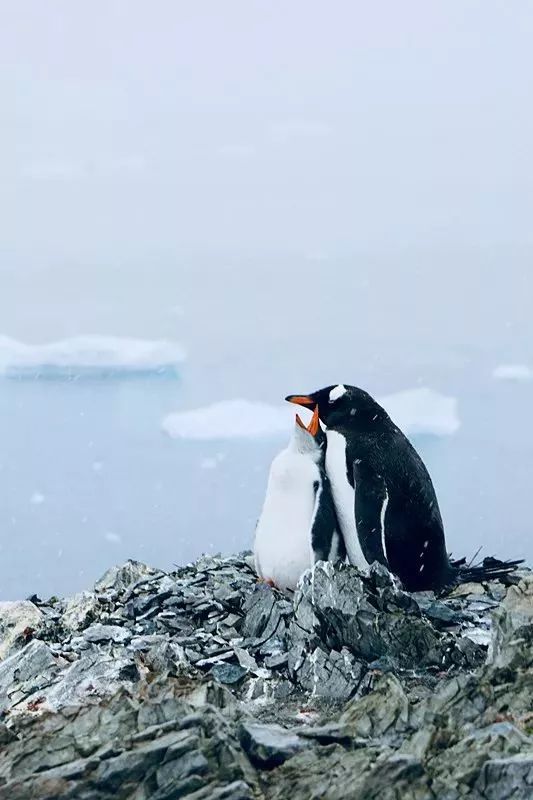 出国邮轮老人旅游要求_老人出国旅游 邮轮_老年人出境游轮旅行