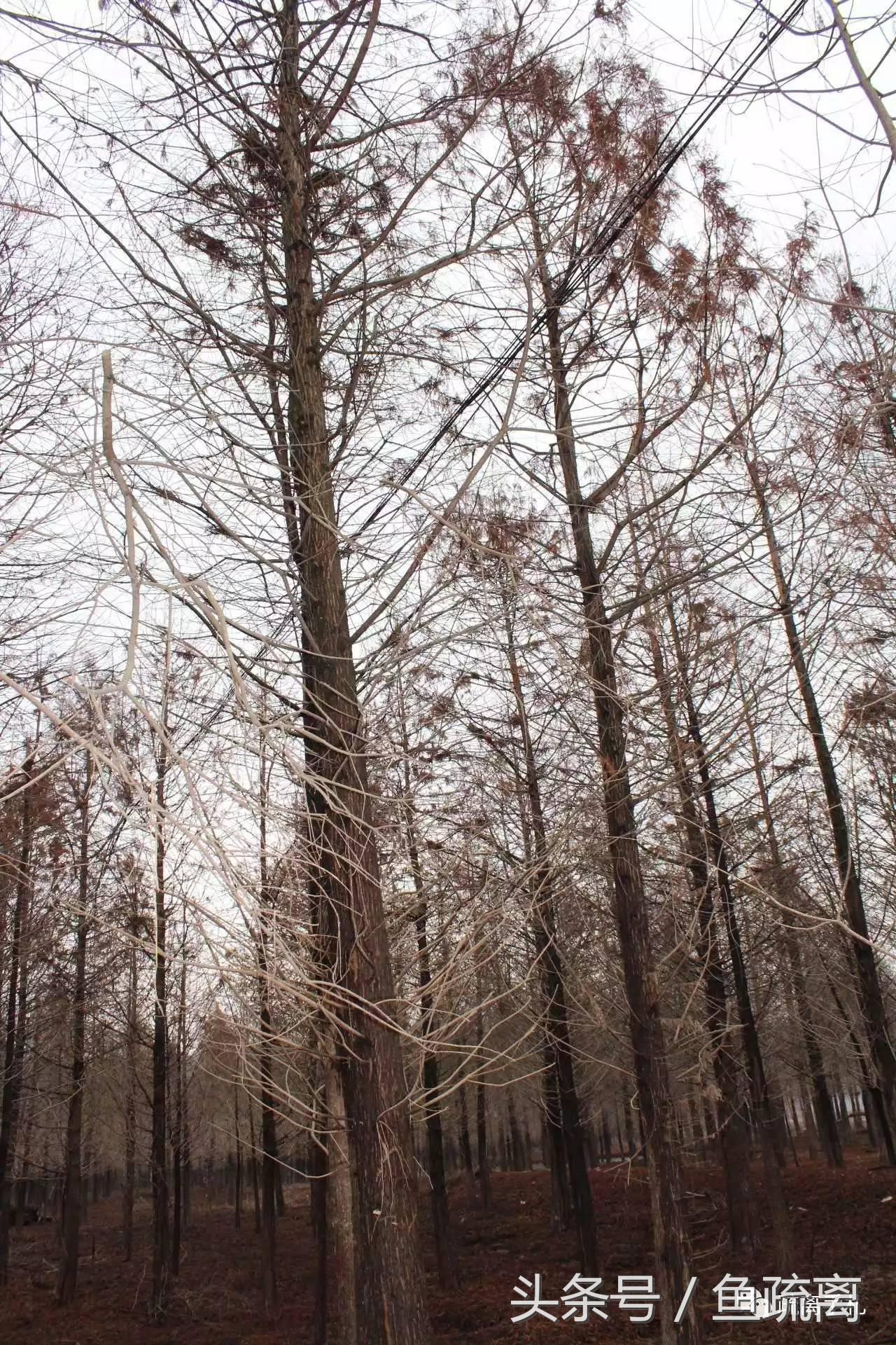 凤县紫柏山旅游攻略_神雕山野生动物园旅游攻略_天目山农家乐旅游攻略