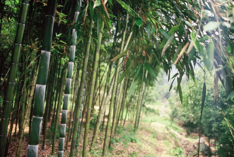 临安天目山镇网_天目山农家乐旅游攻略_浙江农林大学天目学院搬离临安