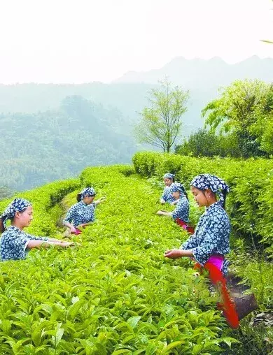 好玩景点大埔有哪些_大埔必游景点_大埔有什么好玩的景点