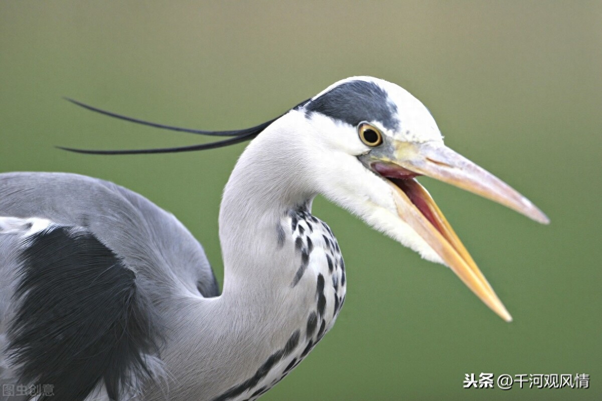 西溪湿地东区旅游攻略_西溪湿地东区门票价格_西溪湿地东区入口在哪