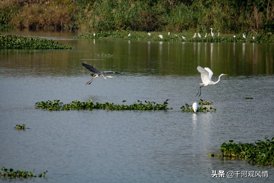 西溪湿地东区入口在哪_西溪湿地东区门票价格_西溪湿地东区旅游攻略