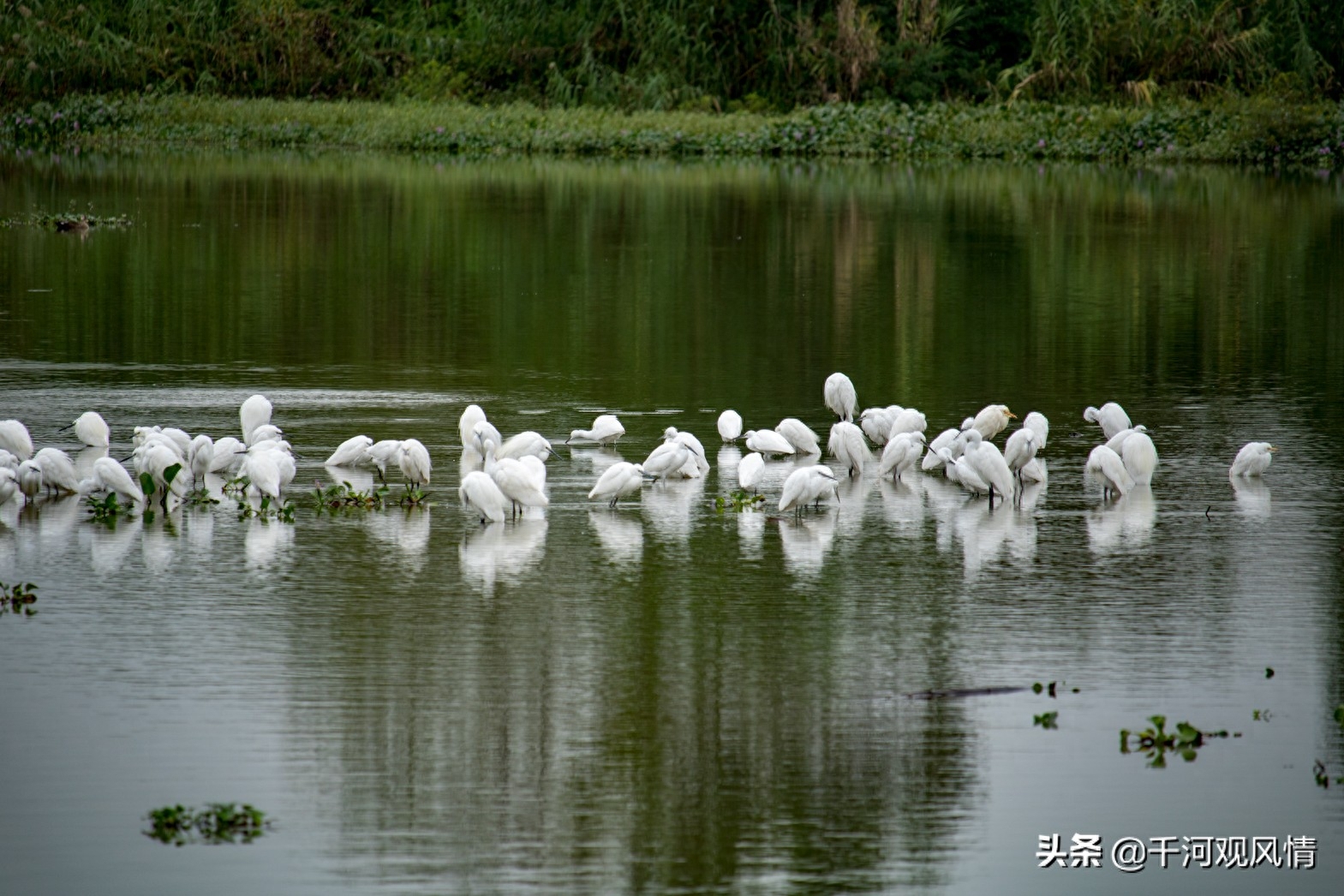 西溪湿地东区门票价格_西溪湿地东区入口在哪_西溪湿地东区旅游攻略