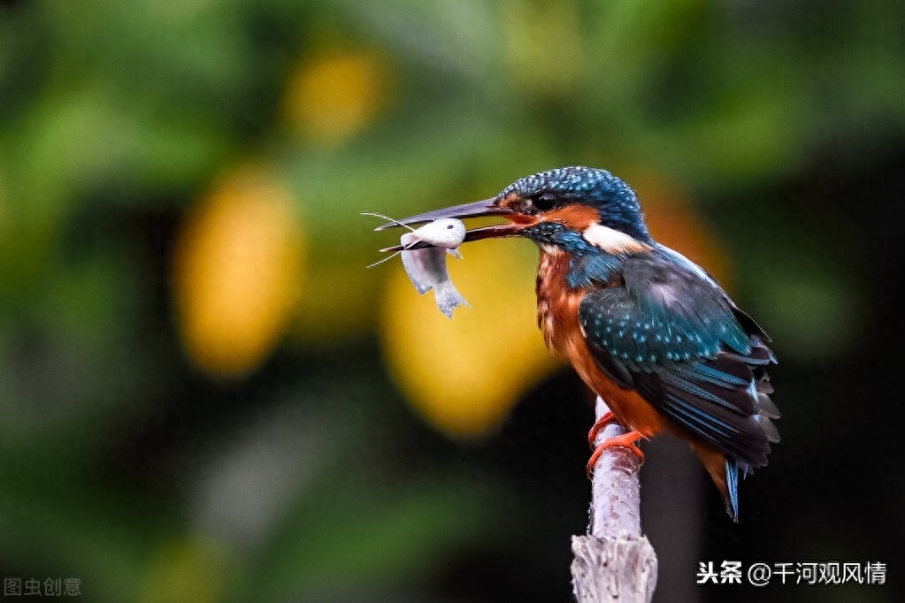 西溪湿地东区旅游攻略_西溪湿地东区门票价格_西溪湿地东区入口在哪