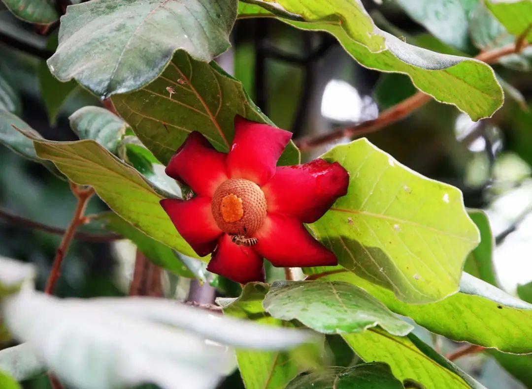 上海大自然野生昆虫馆旅游攻略_上海野生昆虫馆好玩吗_上海野生昆虫馆门票