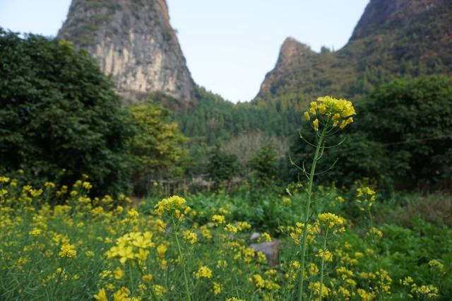 广西元宝山在哪里_广西元宝山旅游景点在哪里_广西元宝山旅游攻略