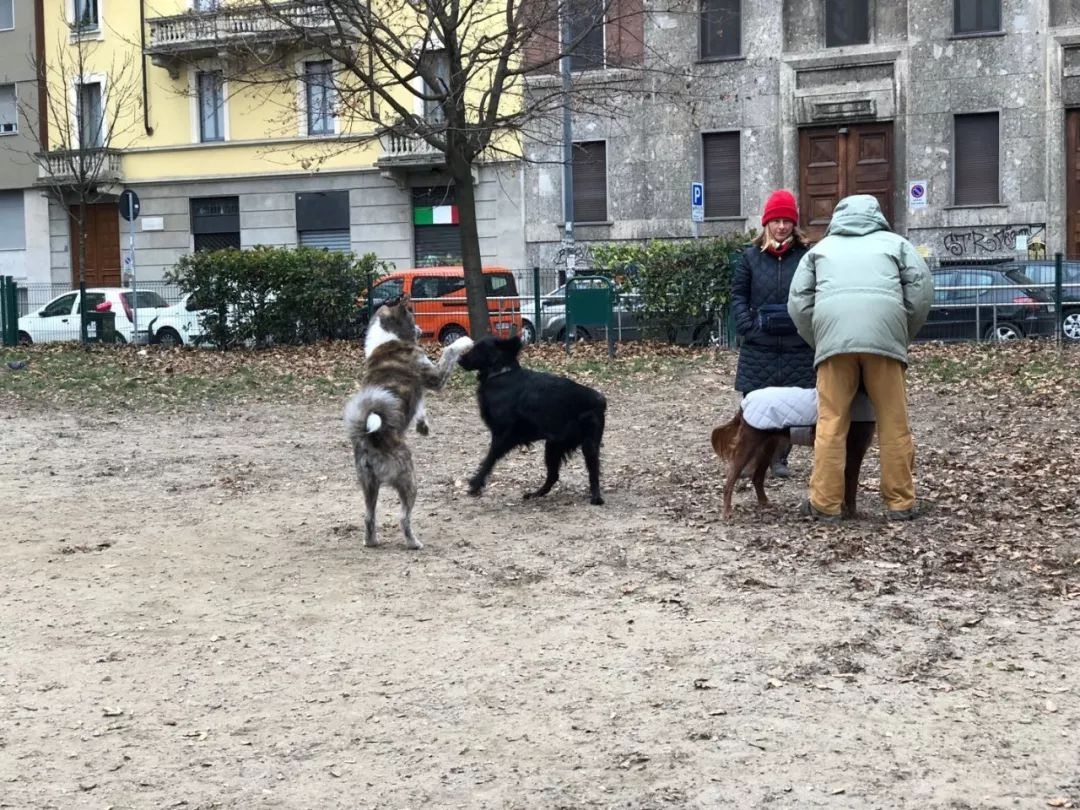 带狗出国旅游需要什么手续_出国带狗要什么条件_带狗狗出国旅游需要什么手续