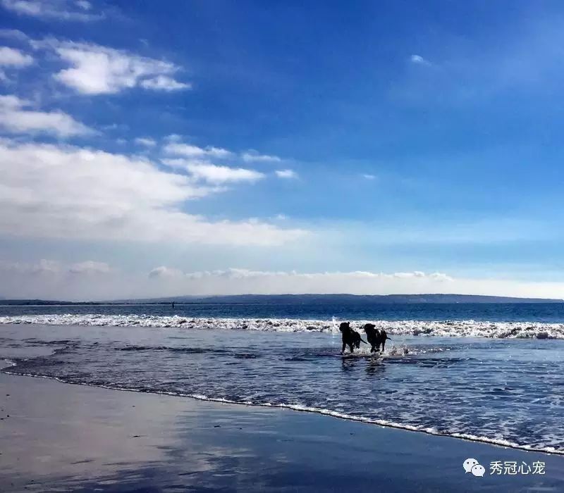 带狗出国旅游需要什么手续_出国带狗狗上飞机吗_带狗狗出国旅游