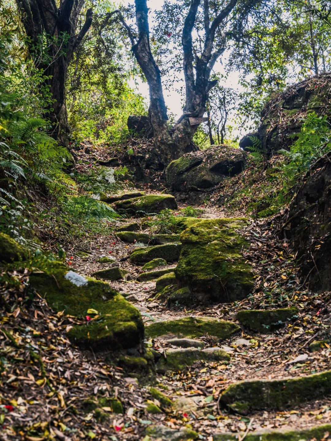 腾冲高黎贡帐篷营地_腾冲高黎贡国际旅游城_腾冲高黎贡山旅游攻略