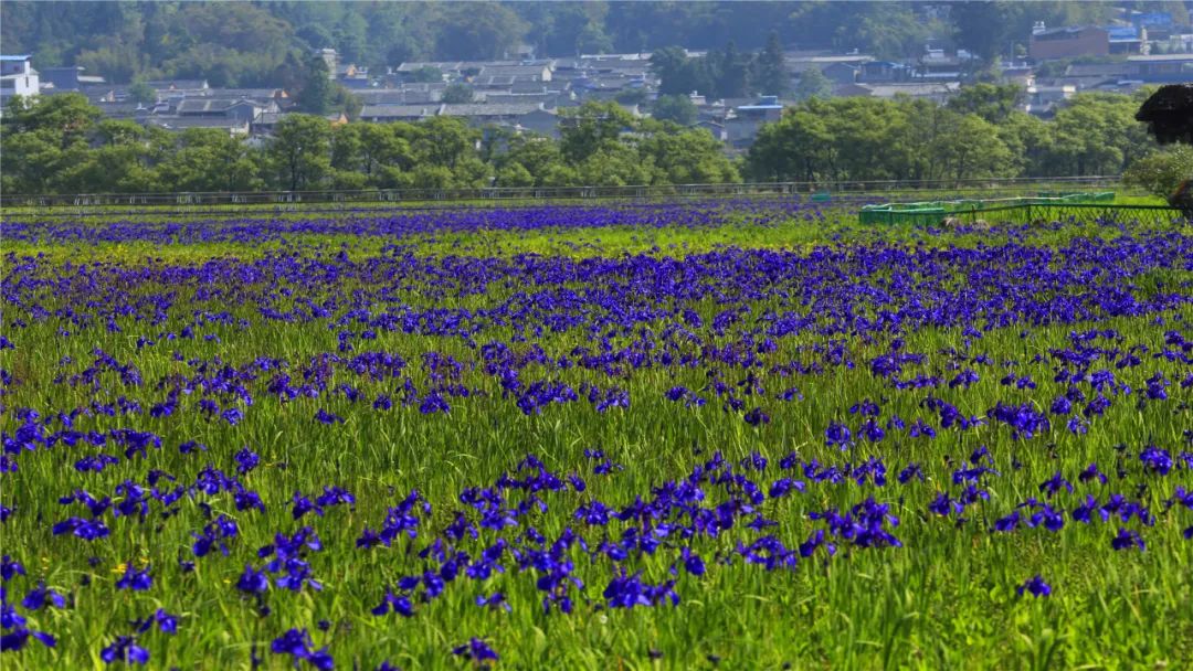 腾冲高黎贡国际旅游城_腾冲高黎贡帐篷营地_腾冲高黎贡山旅游攻略