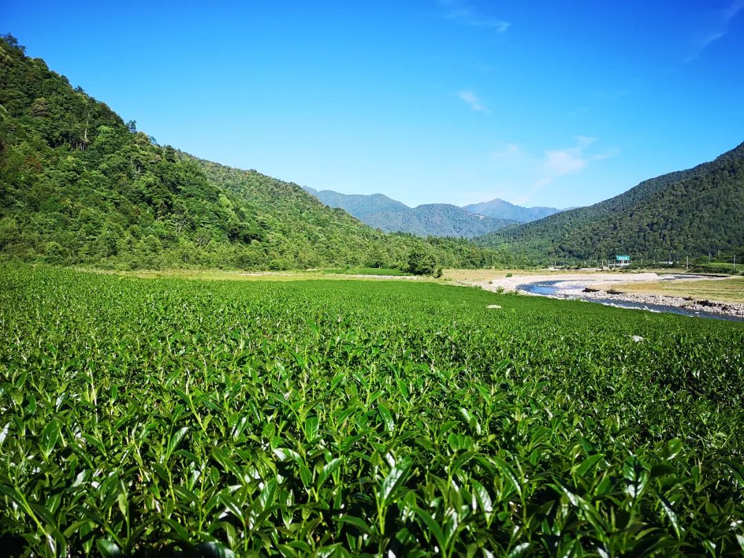 腾冲高黎贡国际旅游城_腾冲高黎贡帐篷营地_腾冲高黎贡山旅游攻略