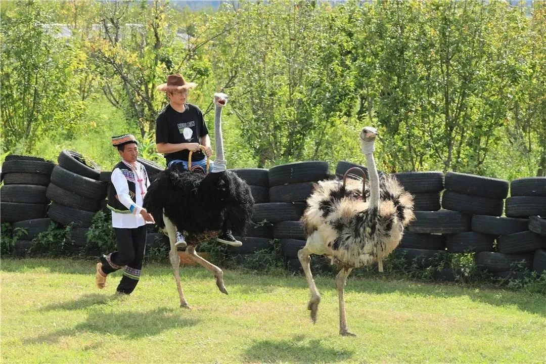 腾冲高黎贡国际旅游城_腾冲高黎贡帐篷营地_腾冲高黎贡山旅游攻略