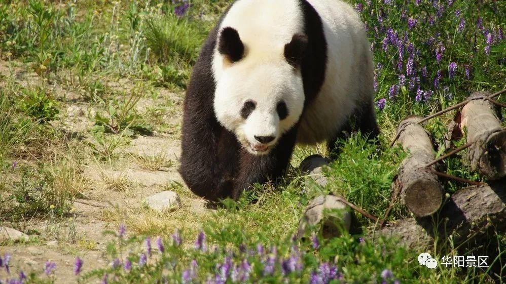 宝鸡到洋县有多远_洋县到勉县有多远_洋县有什么好玩的景点