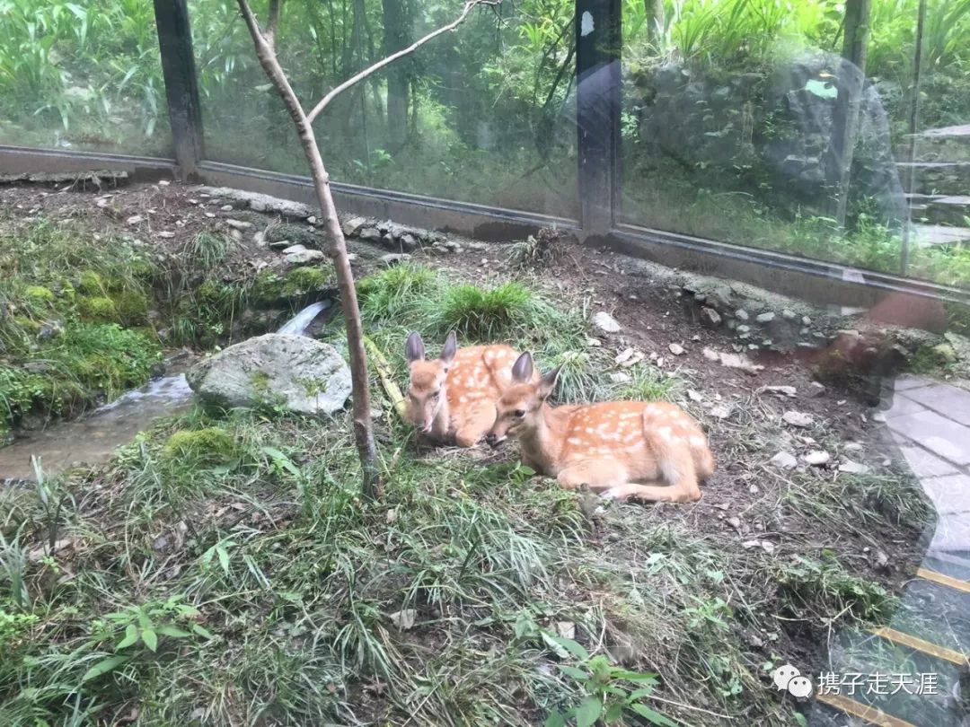 神龙架天生桥旅游攻略_神龙架在哪儿_神龙架的景点介绍