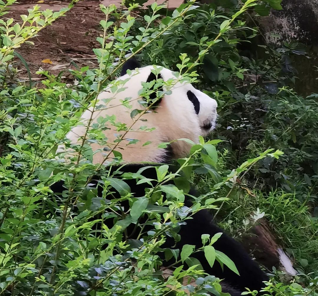 成都城市景点推荐_成都市内旅游攻略景点必去_成都城里的旅游景点