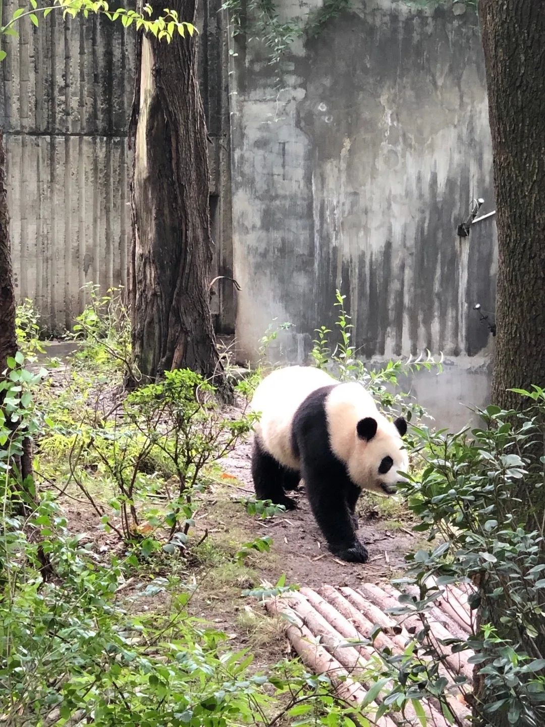 成都城里的旅游景点_成都市内旅游攻略景点必去_成都城市景点推荐