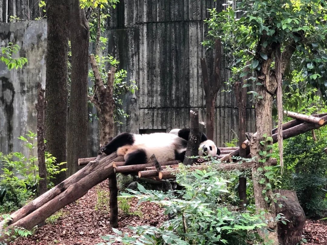 成都城市景点推荐_成都城里的旅游景点_成都市内旅游攻略景点必去