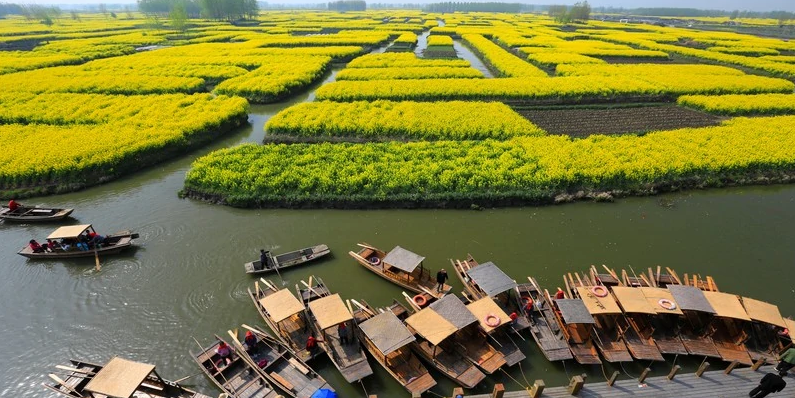 云南罗平油菜花几月份开花_云南罗平油菜花节旅游攻略_云南罗平油菜花介绍