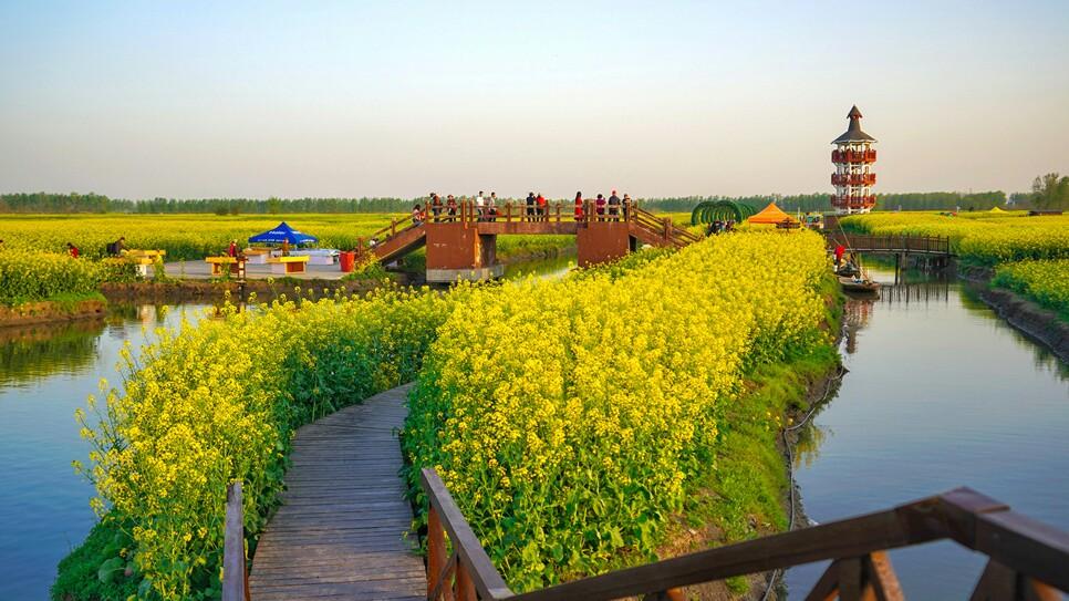 云南罗平油菜花节旅游攻略_云南罗平油菜花介绍_云南罗平油菜花几月份开花