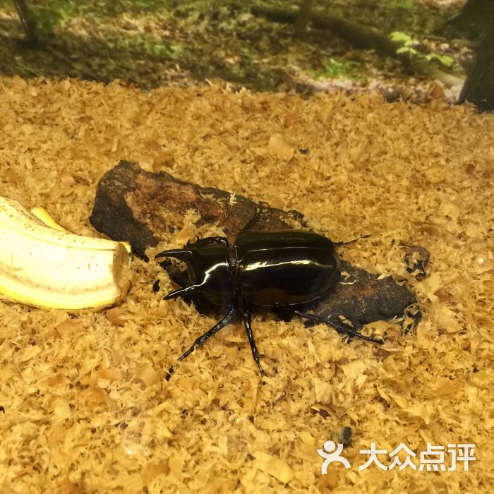 上海野生昆虫博物馆介绍_上海大自然野生昆虫馆旅游攻略_上海野生昆虫馆好玩吗