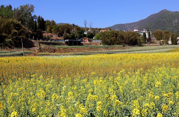 云南罗平油菜花期图片_云南罗平油菜花节旅游攻略_云南省曲靖市罗平县油菜花景点