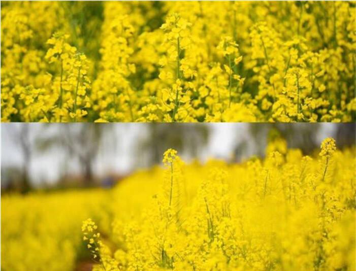 云南省曲靖市罗平县油菜花景点_云南罗平油菜花期图片_云南罗平油菜花节旅游攻略