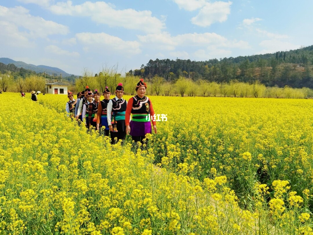 云南罗平油菜花期图片_云南省曲靖市罗平县油菜花景点_云南罗平油菜花节旅游攻略