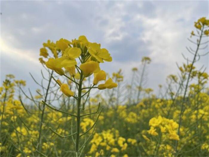 云南省曲靖市罗平县油菜花景点_云南罗平油菜花节旅游攻略_云南罗平油菜花期图片