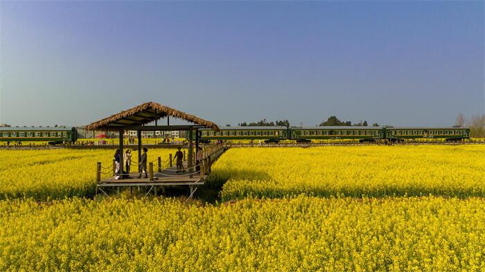 云南罗平油菜花节旅游攻略_云南罗平油菜花期图片_云南省曲靖市罗平县油菜花景点